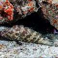 Honeycomb grouper (Epinephelus merra), photo taken in Maldives, Male Atoll, South Male Atoll, Cocoa Corner
