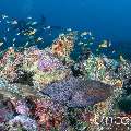 Giant Moray (Gymnothorax javanicus), photo taken in Maldives, Male Atoll, South Male Atoll, Cocoa Corner