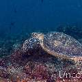 Green Sea Turtle (Chelonia mydas), photo taken in Maldives, Male Atoll, South Male Atoll, Cocoa Corner