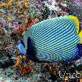 Emperor Angelfish (Pomacanthus imperator), photo taken in Maldives, Male Atoll, South Male Atoll, Cocoa Corner