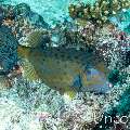 Yellow Boxfish (Ostracion cubicus), photo taken in Maldives, Male Atoll, South Male Atoll, Cocoa Corner