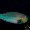 Steephead parrotfish (Chlorurus strongylocephalus), photo taken in Maldives, Male Atoll, South Male Atoll, Cocoa Corner