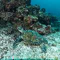 Hawksbill Sea Turtle (Eretmochelys imbricata), photo taken in Maldives, Male Atoll, South Male Atoll, Cocoa Corner