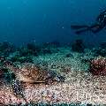 Green Sea Turtle (Chelonia mydas), photo taken in Maldives, Male Atoll, South Male Atoll, Cocoa Corner