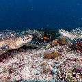 Green Sea Turtle (Chelonia mydas), photo taken in Maldives, Male Atoll, South Male Atoll, Cocoa Corner