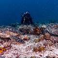 Green Sea Turtle (Chelonia mydas), photo taken in Maldives, Male Atoll, South Male Atoll, Cocoa Corner