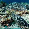 Green Sea Turtle (Chelonia mydas), photo taken in Maldives, Male Atoll, South Male Atoll, Cocoa Corner