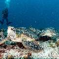 Green Sea Turtle (Chelonia mydas), photo taken in Maldives, Male Atoll, South Male Atoll, Cocoa Corner