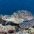 Green Sea Turtle (Chelonia mydas), photo taken in Maldives, Male Atoll, South Male Atoll, Cocoa Corner