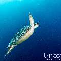 Hawksbill Sea Turtle (Eretmochelys imbricata), photo taken in Maldives, Male Atoll, South Male Atoll, Cocoa Corner