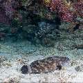 Whitespot grouper (Epinephelus coeruleopunctatus), photo taken in Maldives, Male Atoll, South Male Atoll, Cocoa Corner