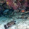 Whitespot grouper (Epinephelus coeruleopunctatus), photo taken in Maldives, Male Atoll, South Male Atoll, Cocoa Corner