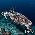 Hawksbill Sea Turtle (Eretmochelys imbricata), photo taken in Maldives, Male Atoll, South Male Atoll, Cocoa Corner