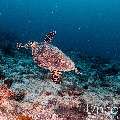 Hawksbill Sea Turtle (Eretmochelys imbricata), photo taken in Maldives, Male Atoll, South Male Atoll, Cocoa Corner
