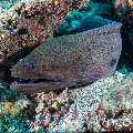 Giant Moray (Gymnothorax javanicus), photo taken in Maldives, Male Atoll, South Male Atoll, Cocoa Corner