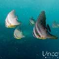 Longfin Batfish (Platax teira), photo taken in Maldives, Male Atoll, South Male Atoll, Kulkhul Huraa