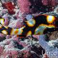 Juvenile, Oriental Sweetlip (Plectorhinchus vittatus), photo taken in Maldives, Male Atoll, South Male Atoll, Kulkhul Huraa