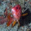 Longjawed squirrelfish (Sargocentron spiniferum), photo taken in Maldives, Male Atoll, South Male Atoll, Kulkhul Huraa