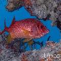 Longjawed squirrelfish (Sargocentron spiniferum), photo taken in Maldives, Male Atoll, South Male Atoll, Kulkhul Huraa