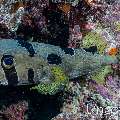 Porcupine Pufferfish (Diodon holocanthus), photo taken in Maldives, Male Atoll, South Male Atoll, Kulkhul Huraa