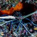 Painted spiny lobster (Panulirus versicolor), photo taken in Maldives, Male Atoll, South Male Atoll, Kulkhul Huraa