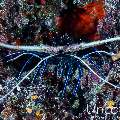 Painted spiny lobster (Panulirus versicolor), photo taken in Maldives, Male Atoll, South Male Atoll, Kulkhul Huraa