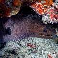 Giant Moray (Gymnothorax javanicus), photo taken in Maldives, Male Atoll, South Male Atoll, Kulkhul Huraa
