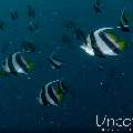 Schooling Bannerfish (Heniochus diphreutes), photo taken in Maldives, Male Atoll, South Male Atoll, Kulkhul Huraa
