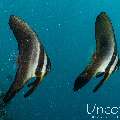 Longfin Batfish (Platax teira), photo taken in Maldives, Male Atoll, South Male Atoll, Kulkhul Huraa