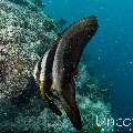 Longfin Batfish (Platax teira), photo taken in Maldives, Male Atoll, South Male Atoll, Kulkhul Huraa