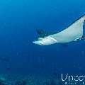 Ocellated eagle ray (Aetobatus ocellatus), photo taken in Maldives, Male Atoll, South Male Atoll, Cocoa Thila
