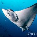 Ocellated eagle ray (Aetobatus ocellatus), photo taken in Maldives, Male Atoll, South Male Atoll, Cocoa Thila