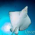 Ocellated eagle ray (Aetobatus ocellatus), photo taken in Maldives, Male Atoll, South Male Atoll, Cocoa Thila