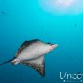 Ocellated eagle ray (Aetobatus ocellatus), photo taken in Maldives, Male Atoll, South Male Atoll, Cocoa Thila