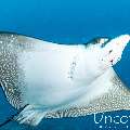 Ocellated eagle ray (Aetobatus ocellatus), photo taken in Maldives, Male Atoll, South Male Atoll, Cocoa Thila