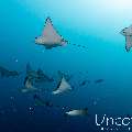 Ocellated eagle ray (Aetobatus ocellatus), photo taken in Maldives, Male Atoll, South Male Atoll, Cocoa Thila