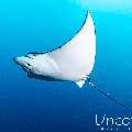 Ocellated eagle ray (Aetobatus ocellatus), photo taken in Maldives, Male Atoll, South Male Atoll, Cocoa Thila