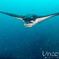 Ocellated eagle ray (Aetobatus ocellatus), photo taken in Maldives, Male Atoll, South Male Atoll, Cocoa Thila