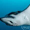 Ocellated eagle ray (Aetobatus ocellatus), photo taken in Maldives, Male Atoll, South Male Atoll, Cocoa Thila