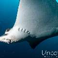 Ocellated eagle ray (Aetobatus ocellatus), photo taken in Maldives, Male Atoll, South Male Atoll, Cocoa Thila