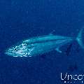 Dogtooth Tuna (Gymnosarda unicolor), photo taken in Maldives, Male Atoll, South Male Atoll, Cocoa Thila