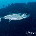 Dogtooth Tuna (Gymnosarda unicolor), photo taken in Maldives, Male Atoll, South Male Atoll, Cocoa Thila