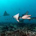 Ocellated eagle ray (Aetobatus ocellatus), photo taken in Maldives, Male Atoll, South Male Atoll, Cocoa Thila