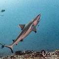 Dogtooth Tuna (Gymnosarda unicolor), photo taken in Maldives, Male Atoll, South Male Atoll, Cocoa Thila