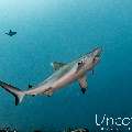 Grey Reefshark (Carcharhinus amblyrhynchos), photo taken in Maldives, Male Atoll, South Male Atoll, Cocoa Thila