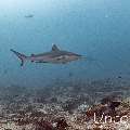 Dogtooth Tuna (Gymnosarda unicolor), photo taken in Maldives, Male Atoll, South Male Atoll, Cocoa Thila