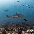 Dogtooth Tuna (Gymnosarda unicolor), photo taken in Maldives, Male Atoll, South Male Atoll, Cocoa Thila