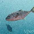 Golden Trevally (Gnathanodon speciosus), photo taken in Maldives, Male Atoll, South Male Atoll, Cocoa Thila