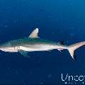 Grey Reefshark (Carcharhinus amblyrhynchos), photo taken in Maldives, Male Atoll, South Male Atoll, Cocoa Thila