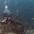 Grey Reefshark (Carcharhinus amblyrhynchos), photo taken in Maldives, Male Atoll, South Male Atoll, Cocoa Thila